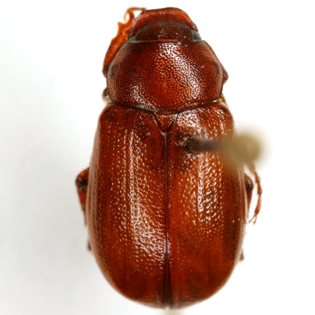 Diplotaxis schaefferi - photo 2