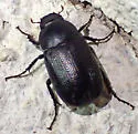 Diplotaxis sierrae - Diplotaxis sierrae