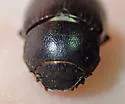 Diplotaxis sierrae - photo 4