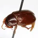 Diplotaxis simplex - photo 2