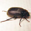 Diplotaxis sordida - photo 2