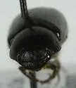 Diplotaxis subangulata - photo 5