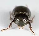 Diplotaxis subcostata - photo 3