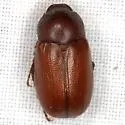 Diplotaxis thoracica - Diplotaxis thoracica