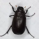 Diplotaxis tristis - Diplotaxis tristis