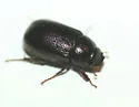 Diplotaxis truncatula - photo 2