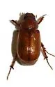 Diplotaxis truncatula - photo 3