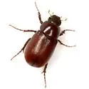 Diplotaxis truncatula - photo 4