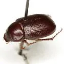 Diplotaxis truncatula - photo 5