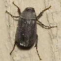 Diplotaxis vandykei - Diplotaxis vandykei