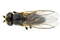 Diplotoxa unicolor