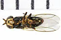 Diplotoxa unicolor - photo 3