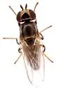 Diplotoxa unicolor - photo 4