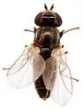 Diplotoxa unicolor - photo 5