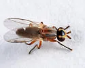 Diplotoxa versicolor