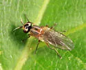 Diplotoxa versicolor - photo 2