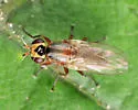 Diplotoxa versicolor - photo 3