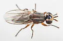 Diplotoxa versicolor - photo 4