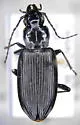 Diplous aterrimus