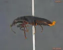 Diplous aterrimus - photo 3
