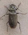 Diplous aterrimus - photo 4