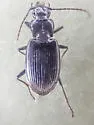 Diplous aterrimus - photo 5