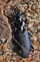 Diplous rugicollis