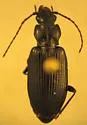 Diplous rugicollis - photo 4