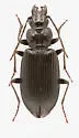 Diplous rugicollis - photo 5