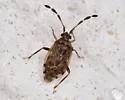 Diplozona collaris - photo 2