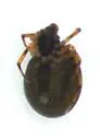 Dipoena dorsata - photo 2