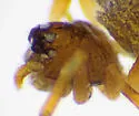 Dipoena dorsata - photo 3
