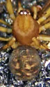 Dipoena malkini