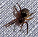 Dipoena malkini - photo 3