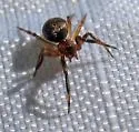 Dipoena malkini - photo 5