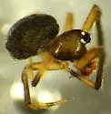 Dipoena nigra