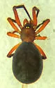 Dipoena nigra - photo 3