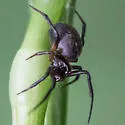Dipoena nigra - photo 4