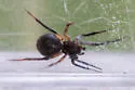 Dipoena nigra - photo 5