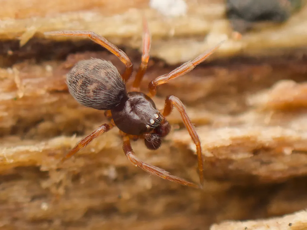 Dipoena washougalia - photo 2