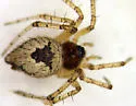 Dipoenoides californica