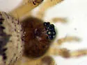 Dipoenoides californica - photo 2