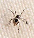 Dipoenoides californica - photo 3
