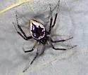 Dipoenoides formosa