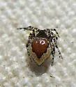 Dipoenoides formosa - photo 4