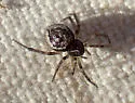 Dipoenoides formosa - photo 5