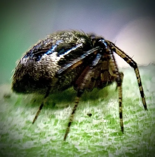 Eastern Triangular Cobweaver - photo 2