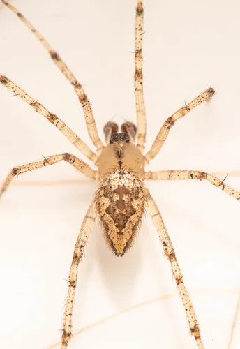Eastern Triangular Cobweaver - photo 3