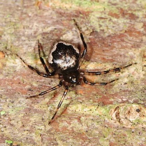 Eastern Triangular Cobweaver - photo 4