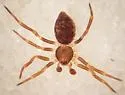 Dipoenoides mulaiki - Dipoenoides mulaiki